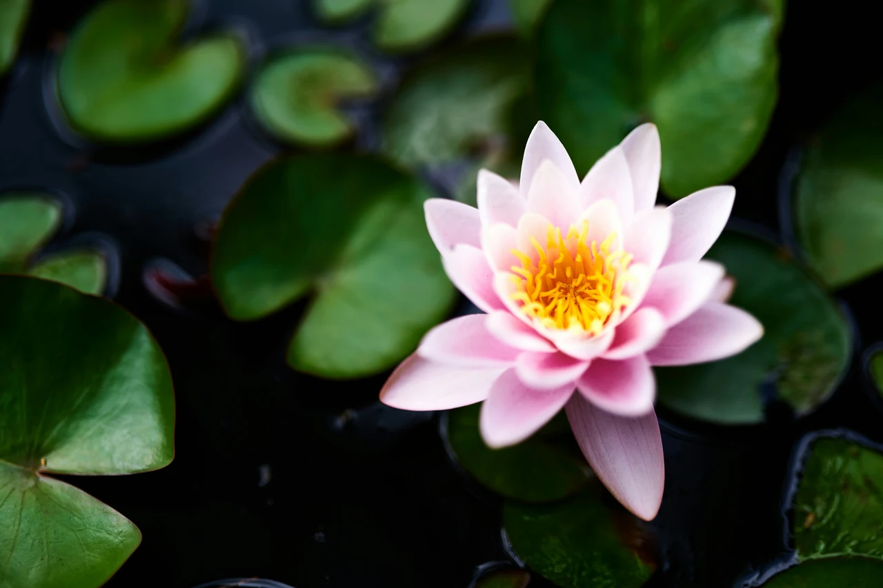 Perché il fiore è molto importante per la pianta? Ecco la risposta