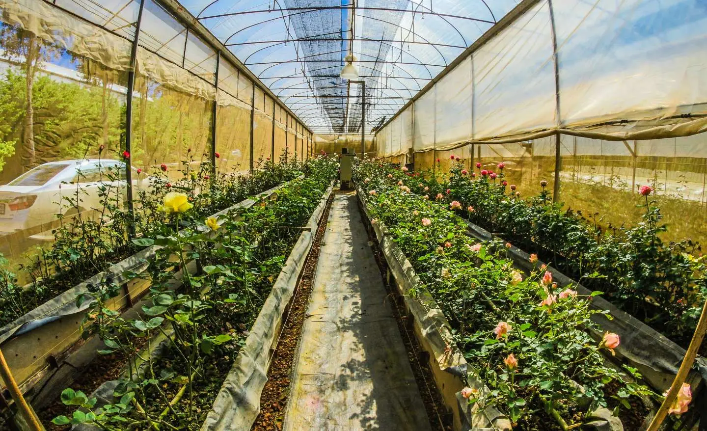 Cosa puoi piantare adesso nella serra non riscaldata: la guida definitiva per non sbagliare