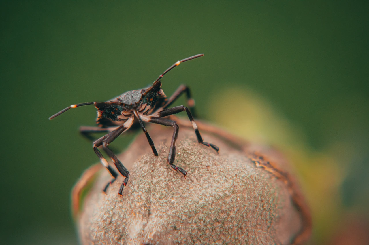 Allarme cimici in casa: ecco i nascondigli segreti dove si annidano e come stanarle subito