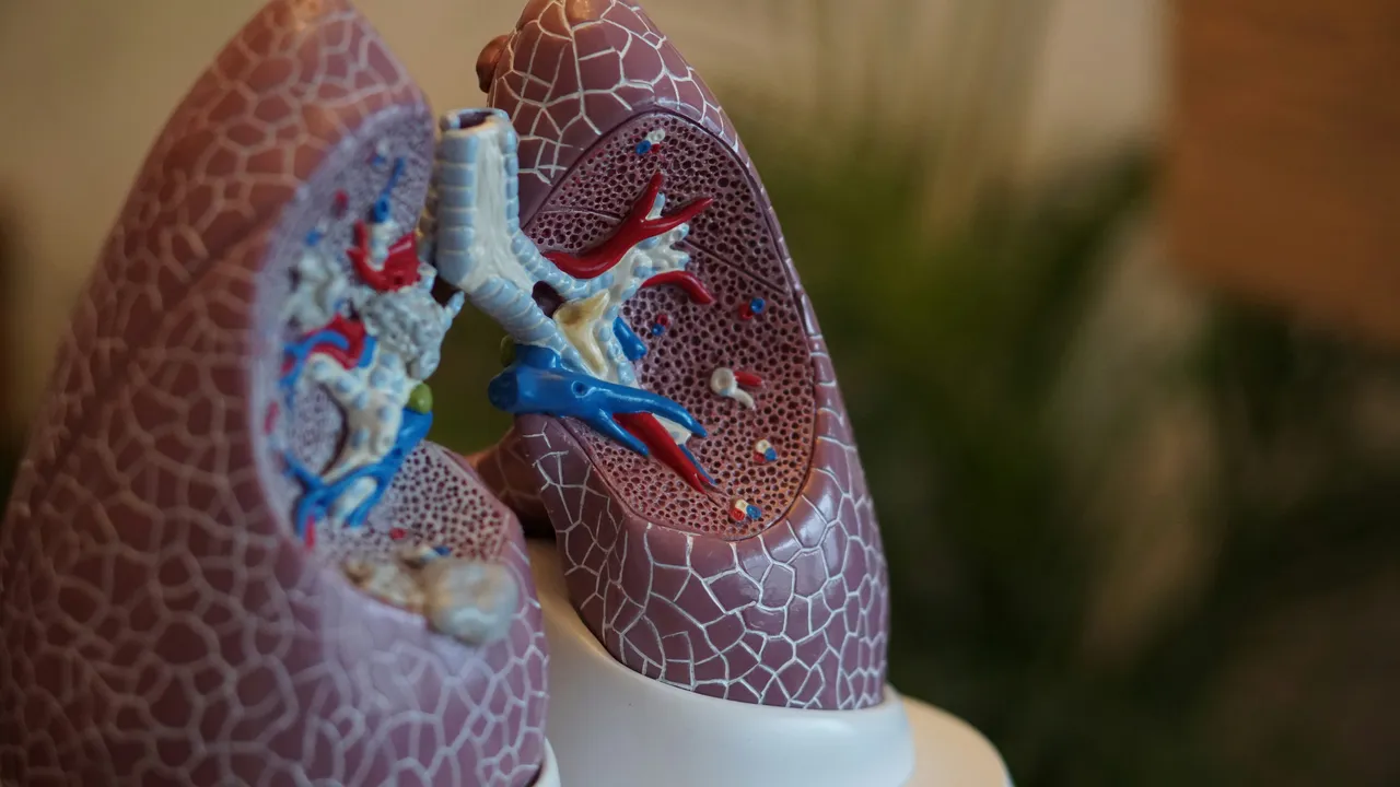 Cosa sono i bronchi e quali sono le malattie che li colpiscono